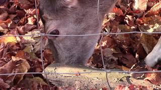 Wildtiergehege: Auge in Auge mit dem Sikawild