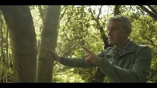 Ireland’s Native Trees - EPISODE 8 HOLLY