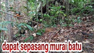 Mikat Murai Batu Dihutan Sumatera Dapat Banyak || Mikat Murai Batu Menggunakan Pulut