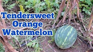 This is a Watermelon Variety That Gardeners Should Try | Harvesting and Taste Testing Watermelon