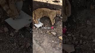 Heartbreaking before and after -A Stray Cat's Life #shorts