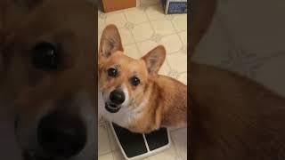 Boo Boo Bear the Corgi Happily Weighs Himself on a Weight Scale