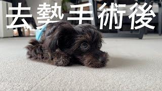 去勢手術おつかれさま【犬Vlog】