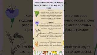 Какие сидераты посеять в конце зимы или ранней весной для подготовки почвы к сезону?