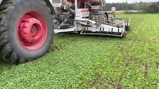 Clover Understory and Wheat