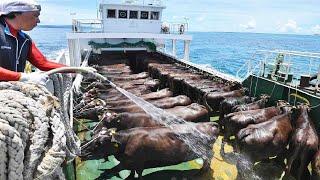 How to Transport Millions Cow, Goat, Sheep, Pig - Modern Export Technology by Big Cargo Ships