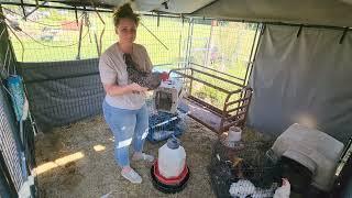 New Chicken Additions to our Flock, With a Surprise Purchase from the Auction.