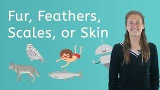 Let's Explore Fur, Feathers, Scales or Skin - Science for Kids!