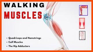 Unlocking the Power of Walking: Exploring the Muscles That Drive Your Stride