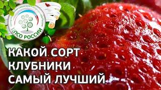 Какой сорт клубники самый лучший. Какие сорта клубники сажать на участке.