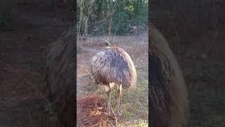 Female Emu Making Drumming Noise