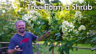 How to turn a Shrub into a Tree - Update - Tree Form Hydrangea