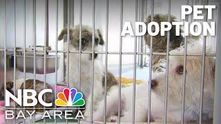 Contra Costa County Animal Shelter well over capacity, needs public's help