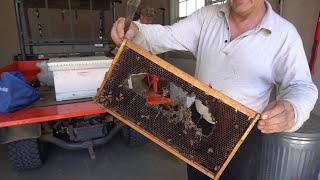 Honey #2 How to take care of a bee swarm? Dog Eats Bees (English Version)