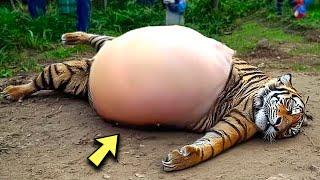 Park Employees Watched In Horror At What This Tigress Had Given Birth To!