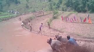 bull mud race in rajouri peeri jamola