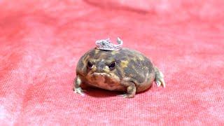 Rain frogs appeared in a fashion show.