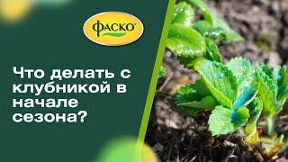 Важные советы по уходу за клубникой весной