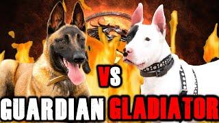 Belgian Malinois vs Gull Terrier | Belgian Malinois vs Gull Terr | Billa Boyka |