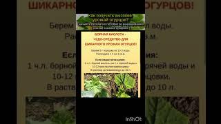как повысить урожайность огурцов?