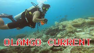 필리핀 세부 물탐험 WEdivers 2일차 홀딱벗고 올랑고 조류다이빙 Cebu olango island sanctuary DiveVlog 113