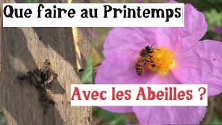 Comment avoir des abeilles ? (Et autres activités de printemps)