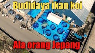 BUDIDAYA IKAN KOI ALA ORANG JEPANG