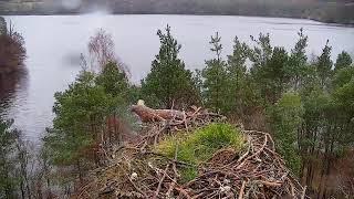 Live osprey nest camera at Loch of the Lowes Wildlife Reserve