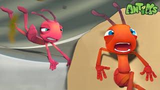 Suckers | 1 Hour Antiks Full Episodes | Funny Insect Cartoons for Kids