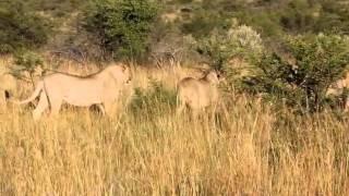 One male lion adult vs young male lions