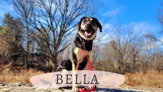 Allentown Dog Trainers ||| OLK9 Lehigh Valley ||| 1 Year Old GSD/Labrador, Bella