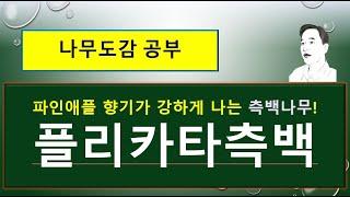 플리카타측백 VS 서양측백나무 VS 측백나무 : 이렇게 달라요.