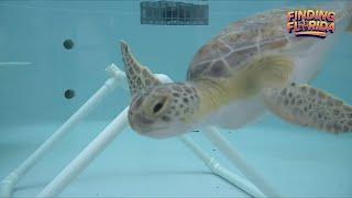 Loggerhead Marinelife Center helping treat, protect sea turtles