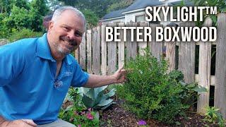 Skylight™ - Better Boxwood