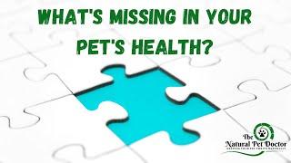 How To Use Holistic Pet Care For Success with Dr. Katie The Natural Pet Doctor