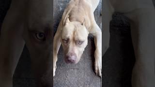 ПИТБУЛЬ ВОЗМУЩАЕТСЯ…ГОВОРЯЩИЙ ПИТБУЛЬ… #grafbalas #dog #shorts #shortvideo