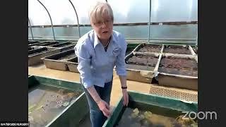 Waterside Nursery - A look at the 3 sizes of waterlilies in our tunnel and also our Water Hawthorn