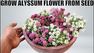 How To Grow Alyssum Flower | SEED TO FLOWER