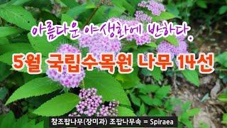 한국의 나무 - 5월 포천 국립수목원 나무 14종류 해설, 나무에 예쁜 꽃이 피었습니다.