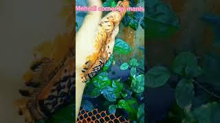 orgenic Mehedi fresh strain #lifestyle #dailyvlog #vlogger #mehendi #hena