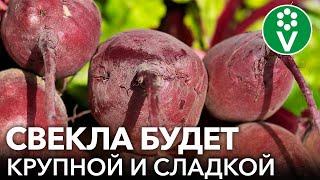 КОГДА ПОСЕЯТЬ СВЕКЛУ ВЕСНОЙ И ЧЕМ ПОДКОРМИТЬ СРАЗУ ПОСЛЕ ВСХОДОВ? Секреты большого урожая свеклы