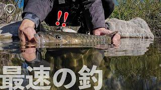 今晚直接睡釣場！車宿+釣魚一次滿足！#鵝大人 #路亞 #釣魚