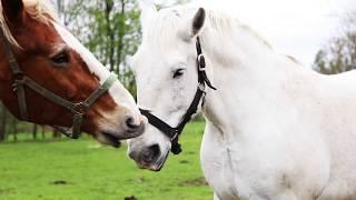 Farming with Oxen and Horses