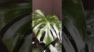 #モンステラタイコンステレーション #タイムラプス #モンステラ #monsterathaiconstellation #planttimelapse #timelapse #monstera
