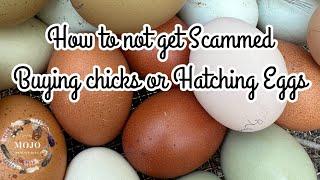 How to not get scammed buying Chicks and Hatching Eggs !