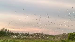 Flying Egrets at Their Natural Habitat | Penghayatan Habitat Burung | #burung #concò #chimnước