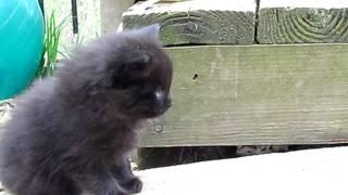 Baby Ferals playing