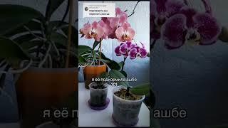 Не растут, ну что поделать? #orchid #орхидеи #цветы #пересадкаорхидеи #орхидеяцветет