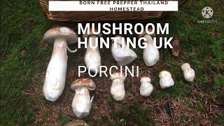 Mushroom Hunting UK. Porcini Mushroom. Penny Bun Mushroom. Foraging For Mushrooms UK