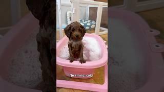 not cold at all  #shorts #funnydogs #puppy #puppylife #funnyvideo